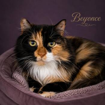 Beyoncé (FCID# 03/25/2026 - 130 Trainer) -  Domestic Long Hair and Calico Cat for Adoption in Greenville, Delaware - Beyoncé (FCID# 03/25/2026 - 130 Trainer) | PetCurious