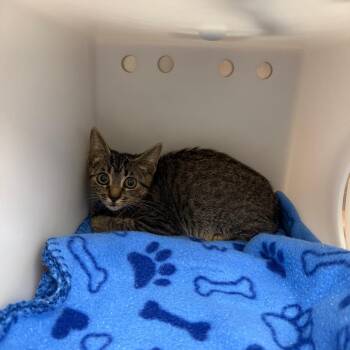 Meli  26-07-076 -  Domestic Short Hair Cat for Adoption in Bastrop, Texas - Meli  26-07-076 | PetCurious