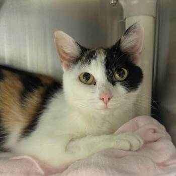 Domestic Short Hair Cats Available for Adoption in Hendersonville, North Carolina - Cherrie | PetCurious