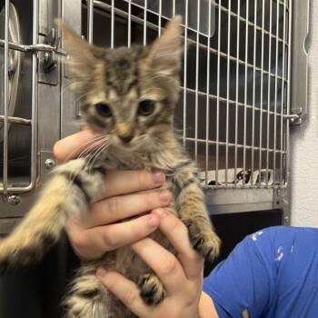 Biscuit -  Domestic Short Hair Cat for Adoption in Port Charlotte, Florida - Biscuit | PetCurious