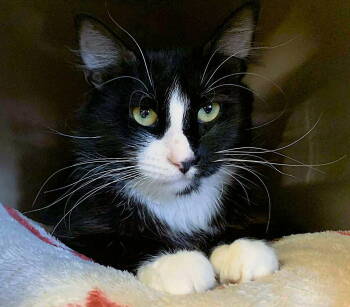 Rescue Domestic Medium Hair Cats for Adoption in Seal Beach, California - Oscar | PetCurious