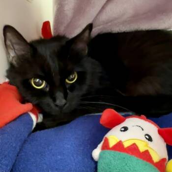Popcorn -  Domestic Short Hair Cat for Adoption in Reisterstown, Maryland - Popcorn | PetCurious