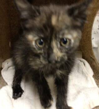 TOOTSIE -  Domestic Short Hair Cat for Adoption in Riverside, California - TOOTSIE | PetCurious