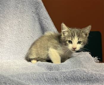 Rescue Domestic Medium Hair Cats for Adoption in Rancho Cucamonga, California - KARMA | PetCurious