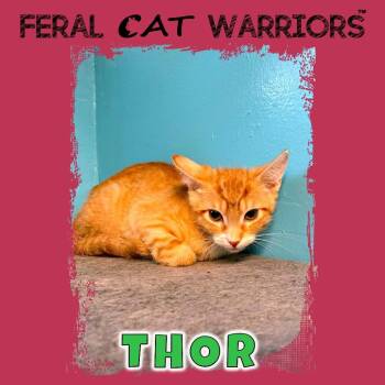 Thor -  Domestic Short Hair Cat for Adoption in Kingman, Arizona - Thor | PetCurious