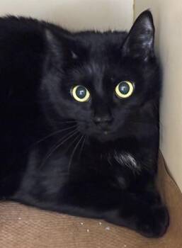 Domestic Short Hair Cats Available for Adoption - CORRINE | PetCurious