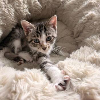 Venido-C -  Domestic Short Hair Cat for Adoption in East St. Louis, Illinois - Venido-C | PetCurious