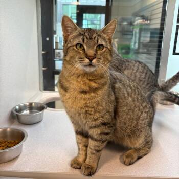 Domestic Short Hair Cats Available for Adoption - Floppy | PetCurious