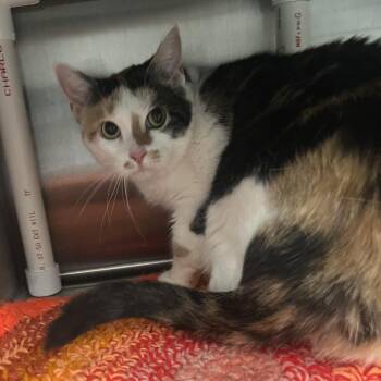 Pebbles -  Domestic Short Hair and Mixed Breed Cat Available for Adoption in Oak Park, Illinois - Pebbles | PetCurious