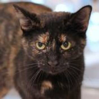 Marla -  Domestic Short Hair Cat for Adoption in Hilliard, Ohio - Marla | PetCurious