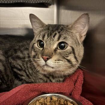 Domestic Short Hair Cats Available for Adoption in Council Bluffs, Iowa - Tiggy | PetCurious