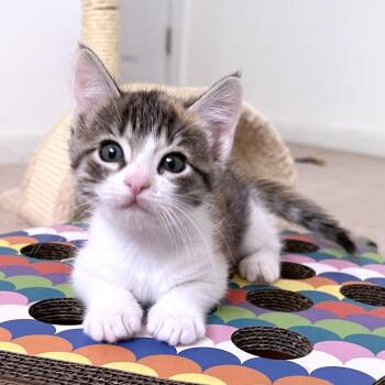 Zap 20 -  Domestic Short Hair Cat for Adoption in Austin, Texas - Zap 20 | PetCurious