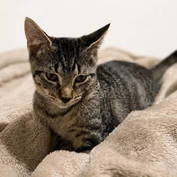 Truffle -  Domestic Short Hair Cat for Adoption in Liverpool, Texas - Truffle | PetCurious