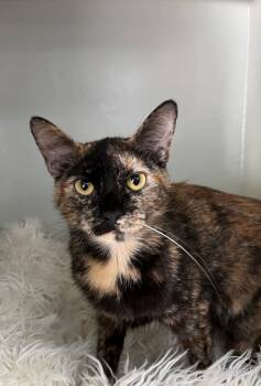 Rescue Domestic Short Hair Cats for Adoption in Genoa, Illinois - Ash (fireplace) | PetCurious