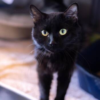 Domestic Medium Hair Cats Available for Adoption in Wilmington, Delaware - Chocolate Chip | PetCurious