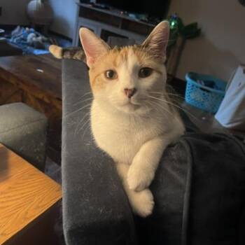 Cherry Breese -  Domestic Short Hair Cat for Adoption in St. Louis, Missouri - Cherry Breese | PetCurious