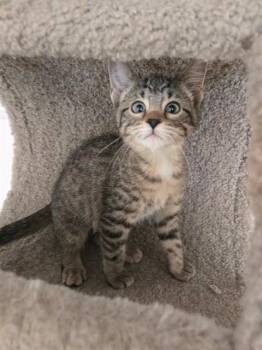 LADYBUG -  Domestic Short Hair Cat for Adoption in St. Peters, Missouri - LADYBUG | PetCurious