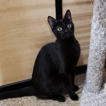 Domestic Short Hair Cats Available for Adoption in Bulverde, Texas - Cyrus | PetCurious