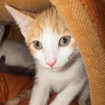 Domestic Short Hair Cats Available for Adoption in Port Charlotte, Florida - Scooter | PetCurious