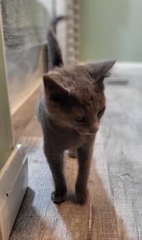 Domestic Short Hair Cats Available for Adoption - Maker | PetCurious