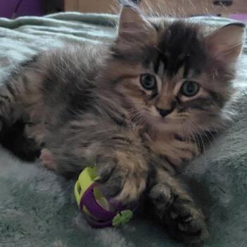 Mitzy -  Domestic Medium Hair Cat Available for Adoption in Springfield, Illinois - Mitzy | PetCurious