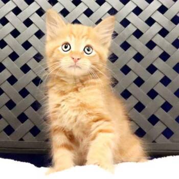 Juno -  Domestic Short Hair Cat for Adoption in Fort Davis, Texas - Juno | PetCurious