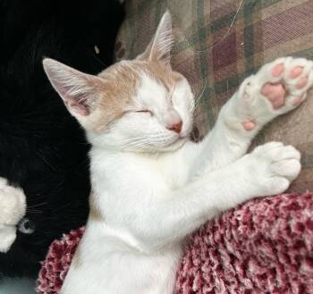 Pigeon -  Domestic Short Hair Cat for Adoption in Hardeeville, South Carolina - Pigeon | PetCurious