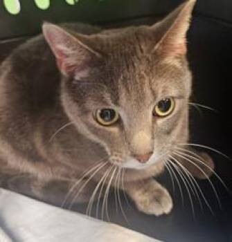 Domestic Short Hair Cats Available for Adoption - Kitty | PetCurious