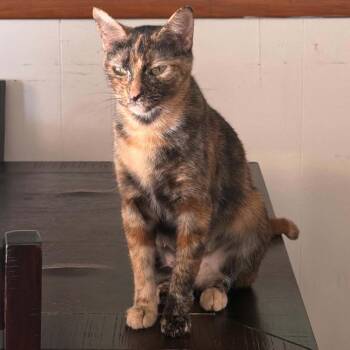 Reba -  American Shorthair Cat for Adoption in Mount Vernon, Arkansas - Reba | PetCurious
