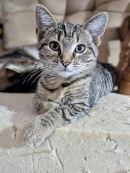 Rescue Domestic Short Hair Cats for Adoption - Freckles | PetCurious