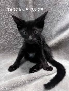 TARZAN -  Domestic Short Hair Cat for Adoption in Harrison, Michigan - TARZAN | PetCurious