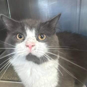 Frank -  Domestic Long Hair Cat for Adoption in Brockton, Massachusetts - Frank | PetCurious
