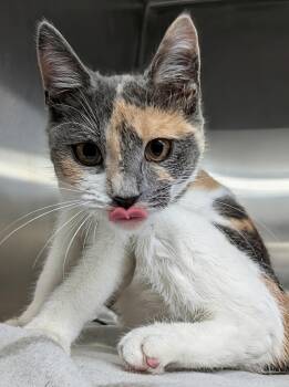 Rose -  Dilute Calico Cat for Adoption in Plainfield, New Jersey - Rose | PetCurious
