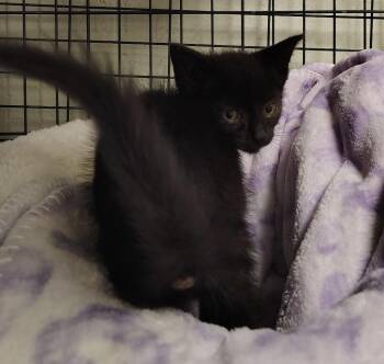 Razz -  Domestic Short Hair Cat for Adoption in Saint Clairsville, Ohio - Razz | PetCurious