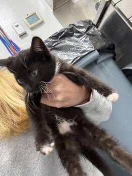 936-26 -  Domestic Short Hair Cat for Adoption in Cumming, Georgia - 936-26 | PetCurious