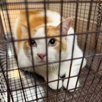 Domestic Short Hair Cats Available for Adoption in Gadsden, Alabama - Fat Albert | PetCurious