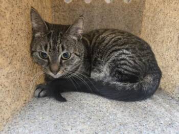 Domestic Short Hair Cats Available for Adoption - FAYE | PetCurious