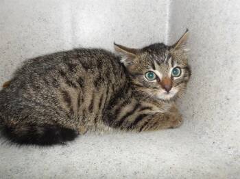 TUNA -  Domestic Short Hair Cat for Adoption in Santa Rosa, California - TUNA | PetCurious