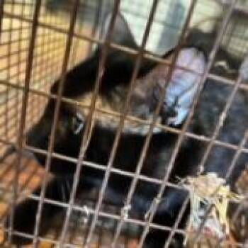 Rescue Manx Cats for Adoption in Nampa, Idaho - Jaxton | PetCurious