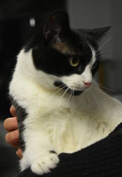 Domestic Short Hair Cats Available for Adoption - Bugsy | PetCurious
