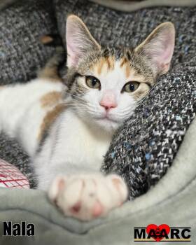Nala -  Domestic Short Hair Cat for Adoption in Maryville, Tennessee - Nala | PetCurious