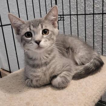Domestic Short Hair Cats Available for Adoption in Portage, Michigan - Diesel | PetCurious