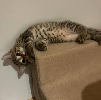 Rhianna -  Domestic Short Hair Cat for Adoption in Mayfield, New York - Rhianna | PetCurious