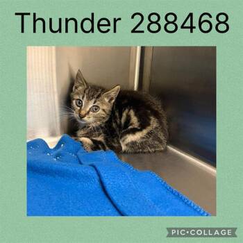 Domestic Short Hair Cats Available for Adoption in Macon, Georgia - THUNDER | PetCurious
