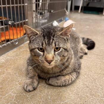 Constantine -  Domestic Short Hair Cat Available for Adoption in Maple Shade, New Jersey - Constantine | PetCurious