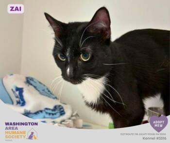 Zai -  Domestic Short Hair Cat for Adoption in Eighty Four, Pennsylvania - Zai | PetCurious