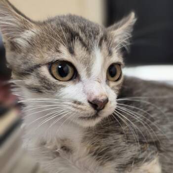 Cher -  Domestic Short Hair Cat for Adoption in Lake Panasoffkee, Florida - Cher | PetCurious