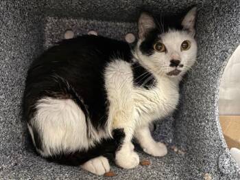 Rescue Domestic Short Hair Cats for Adoption in New York, New York - Luna Girl | PetCurious