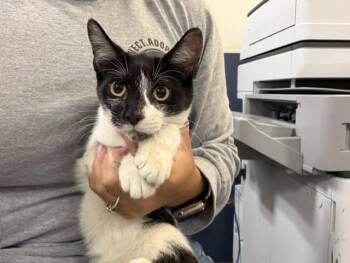 SKY -  Domestic Short Hair Cat for Adoption in Doral, Florida - SKY | PetCurious