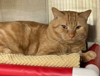 Domestic Short Hair Cats Available for Adoption in Cincinnati, Ohio - Harry | PetCurious